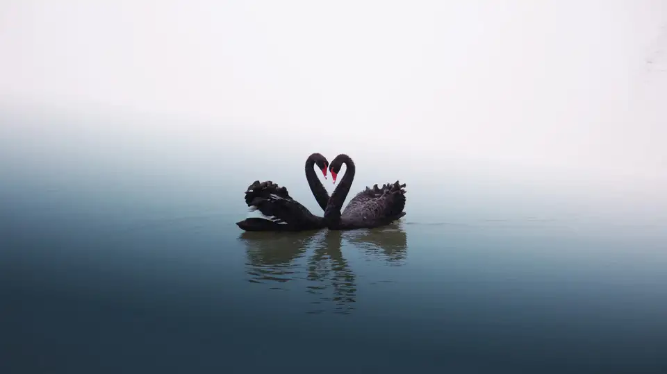 Top 10 Black Swan Events in Financial History: History does not crawl, only jumps