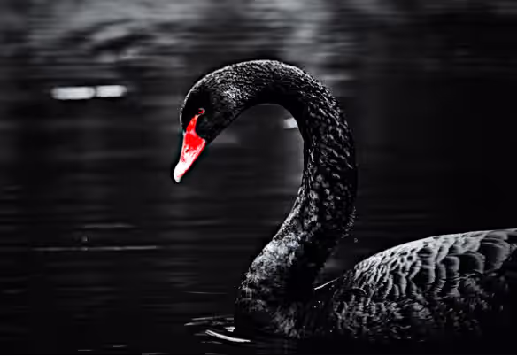 Five top masters’ journey from zero to one: How many times do you have to dodge the black swan to achieve success?