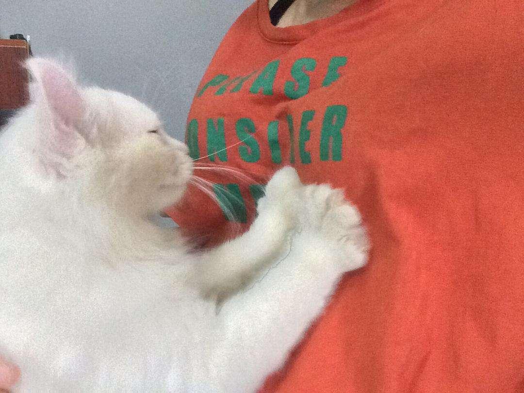 Cats often exhibit some strange behaviors. How many do you know about them? After reading it, I suddenly realized