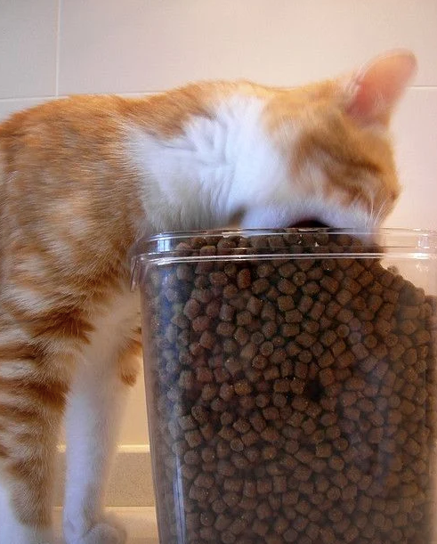 Grandma feeds cat “has become a hot search topic. Cat: Is this my last meal?!