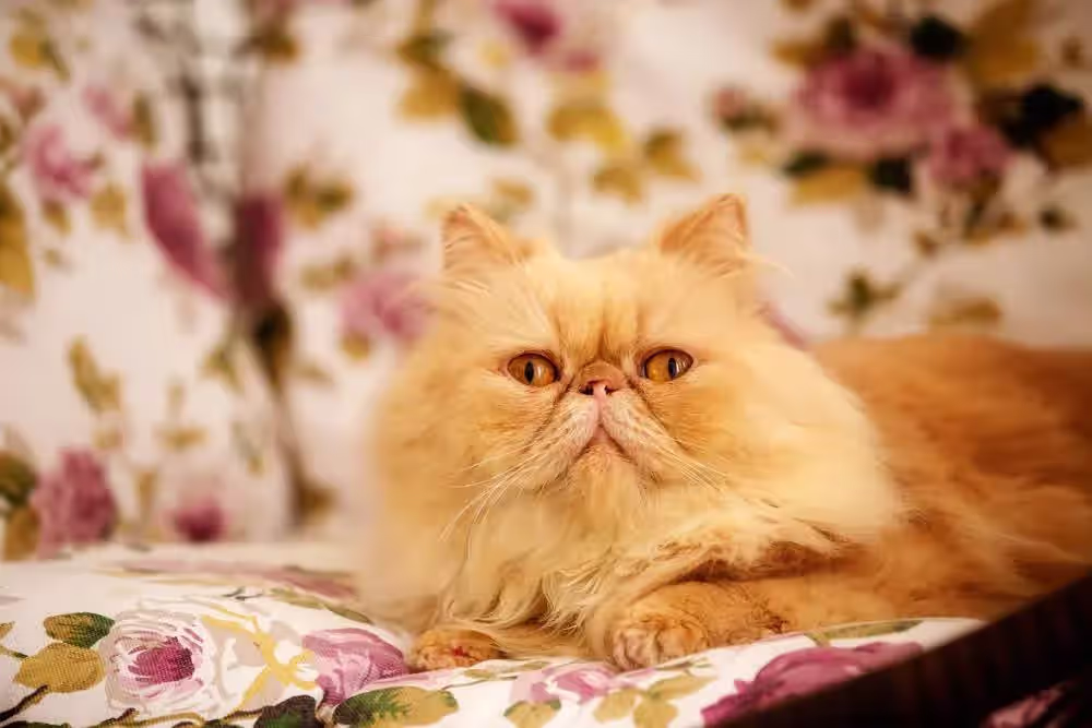 I found a breed of cat on the street and brought it home to take a look… I was scared out of my wits!