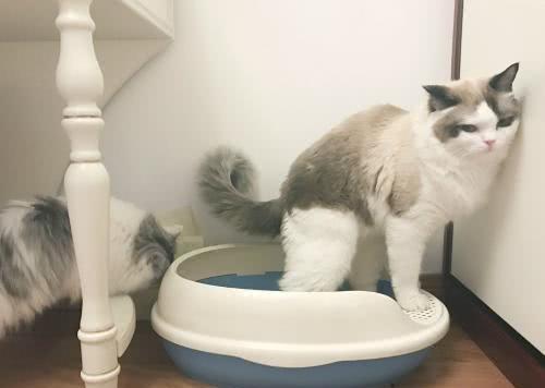 Cats do not use the litter box to use the toilet and defecate everywhere. Finding the right direction is the easiest way to solve the problem