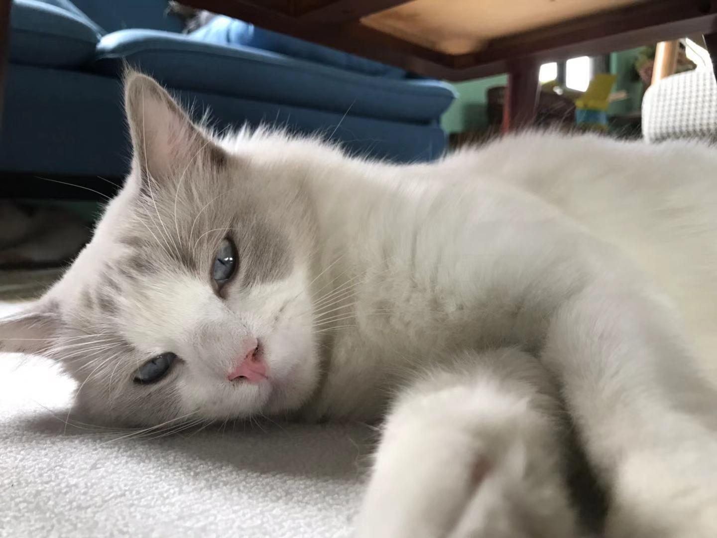 These behaviors of cats are actually seeking revenge against you