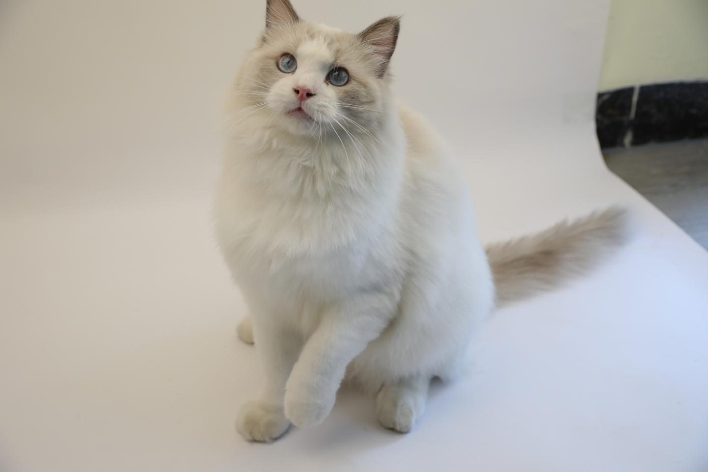 Cat slaves must know how to keep their cat’s fur shiny