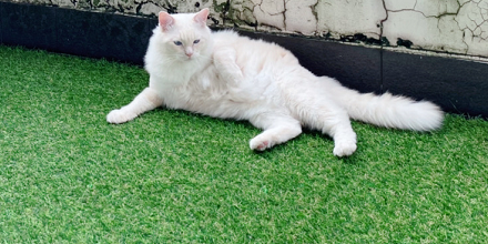 These abnormal behaviors of cats may be due to illness