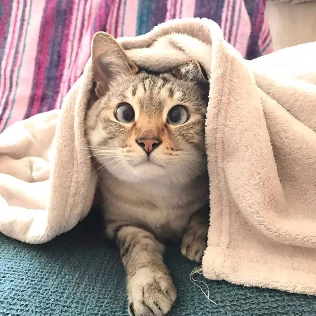 What are the risks of sleeping in the same bed with a cat?