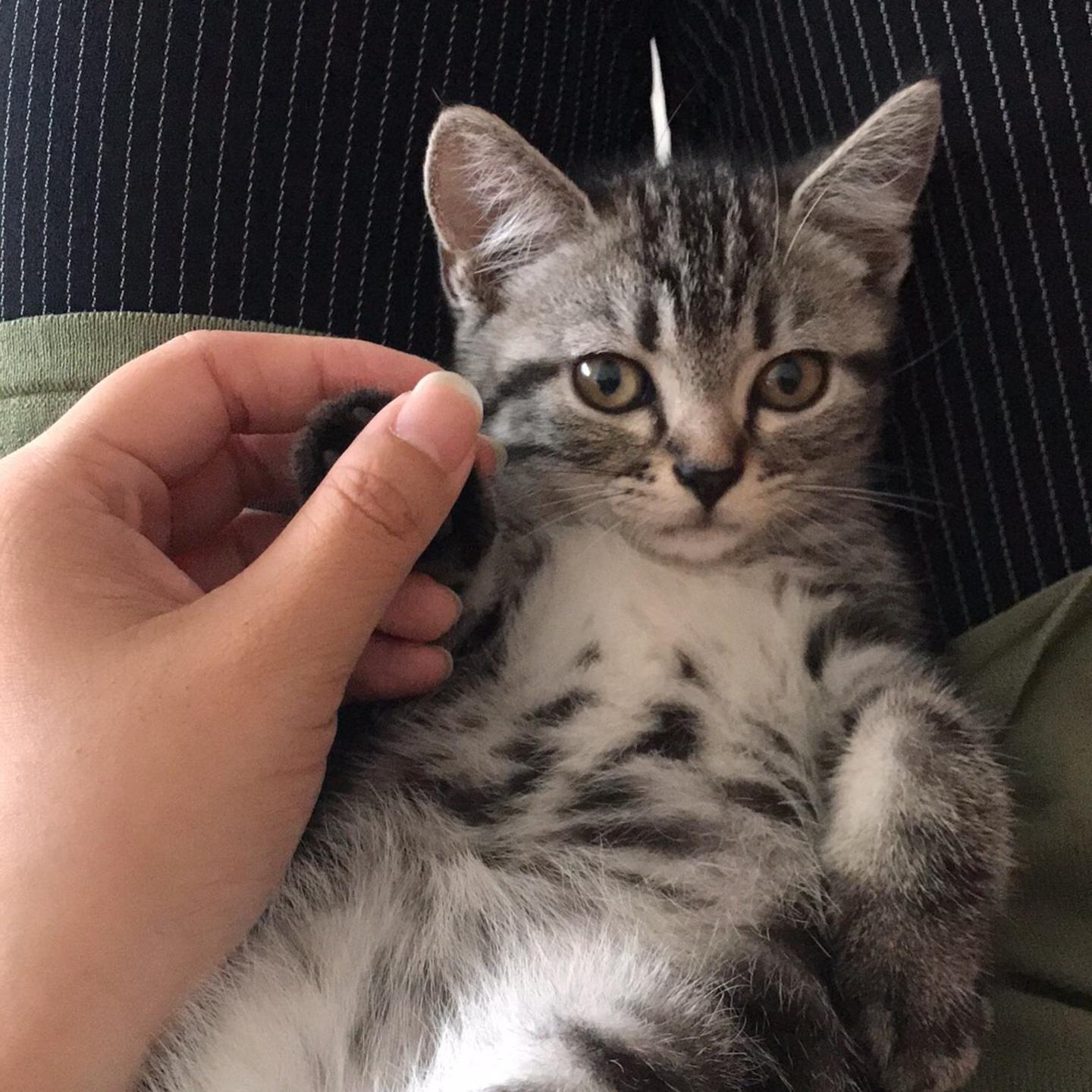 Unveiling the feeding time and feeding methods for cats at different stages!