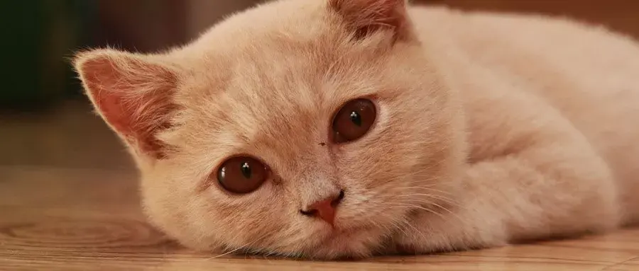 Please don’t give the kitten a bath!