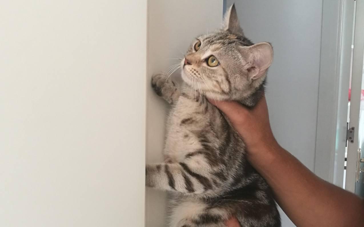 Cats will become quiet after being pinched on the nape of their necks, and poop scoopers need to master the core weaknesses of loving cats