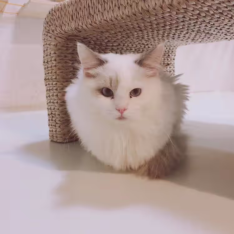 What is the difference between ear mites and earwax? How to treat cat ear mites?