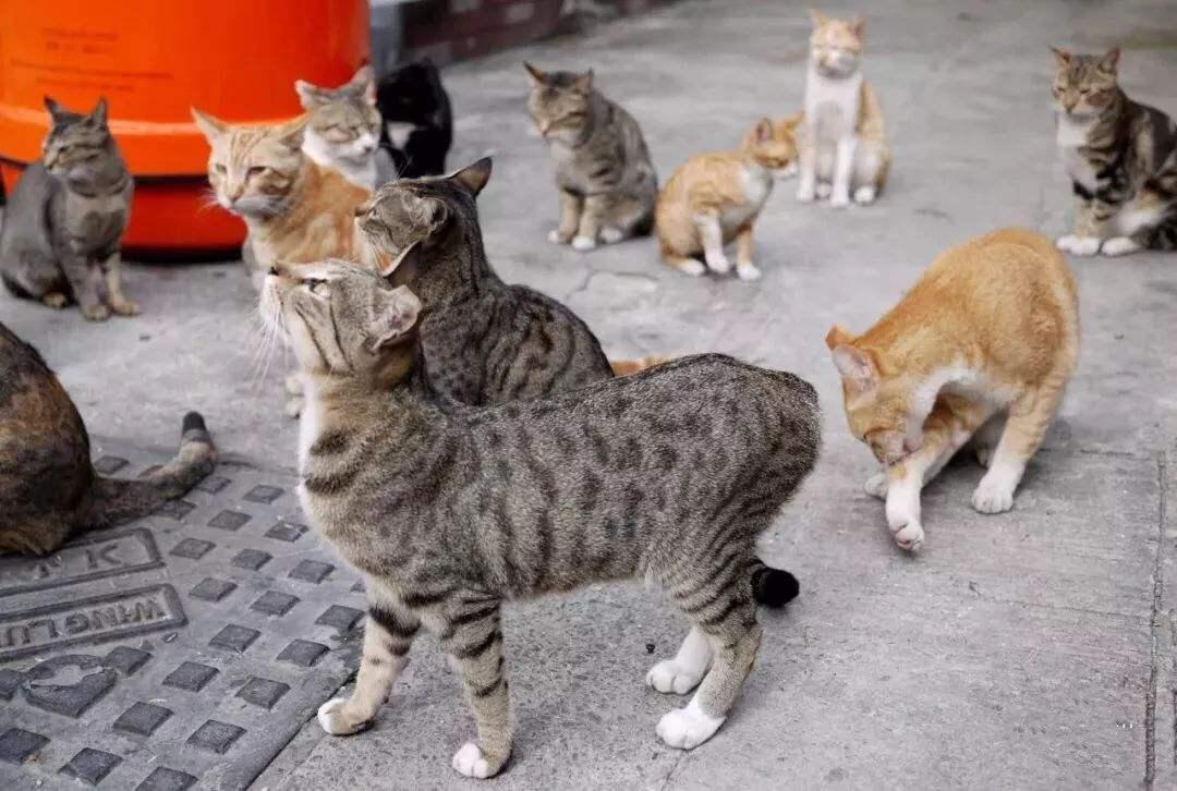 Stray cats are not something you can easily get, pay attention to these 4 steps to get a kitten that belongs to you