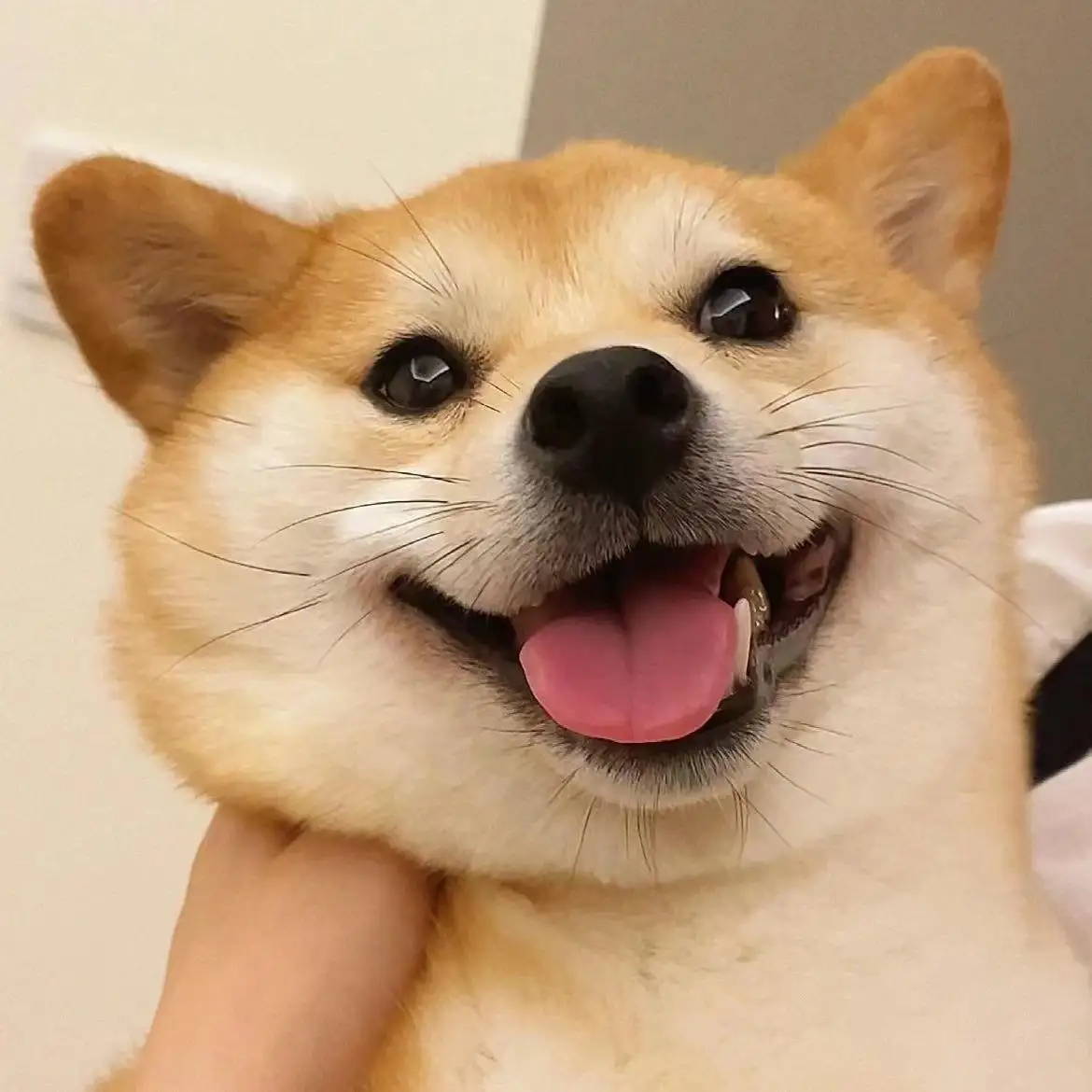 Why do dogs like to eat poop?