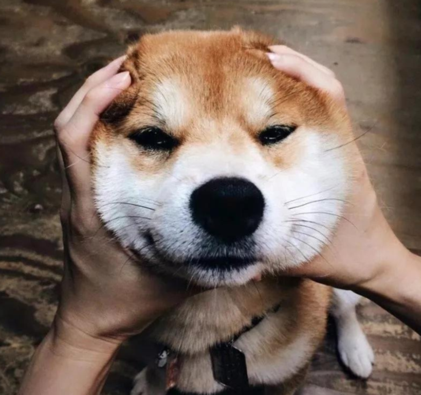 How do you pick a Shiba Inu puppy? How to predict the appearance of a Shiba Inu puppy when it grows up