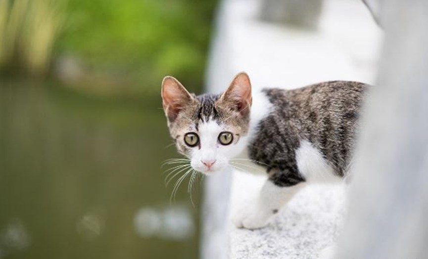 The gastrointestinal function of the kitten that has just been weaned is still very poor, and the shoveling officer should pay attention to these things in feeding