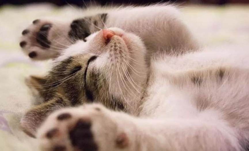 How to brush up the intimacy value with your cat owner? Refined teaching package teaching package