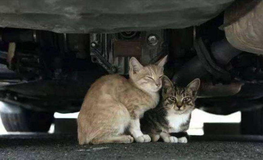 Winter is coming, do cats also need to keep warm?