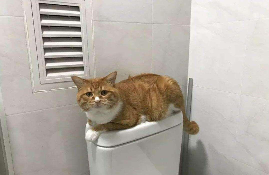Why do cats like to follow people to the toilet?