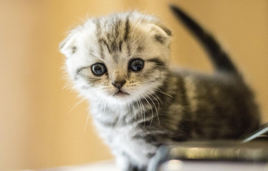 How to make a cat well-behaved and clingy? You will know after reading this.