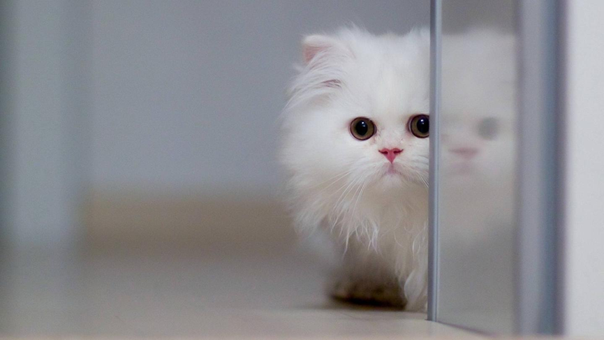 How to get a cat to remember its name? The process is actually very simple