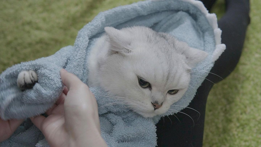 If you want to make it easier for your cat to face the hair dryer after bathing, why not try these tricks?