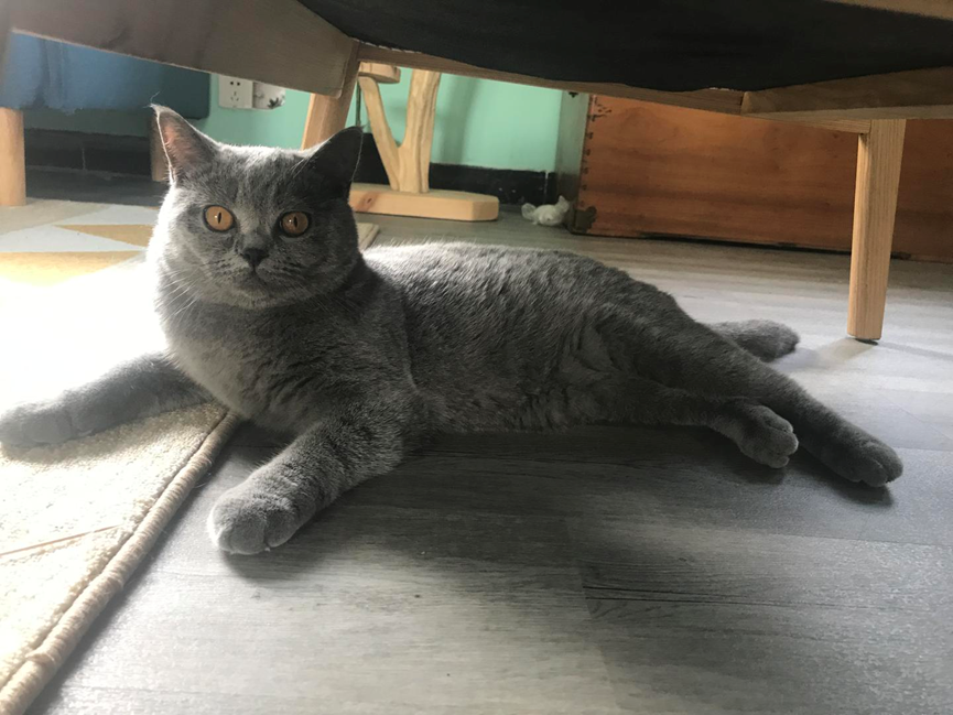 Are you still worried about raising a male or female cat? You will know what to choose as soon as you compare