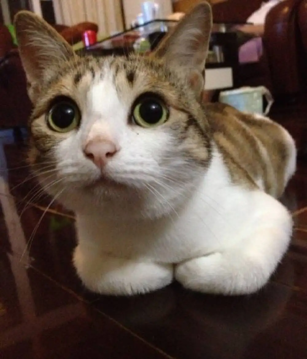 Why do cats like to tuck their paws under their bodies? There are four reasons