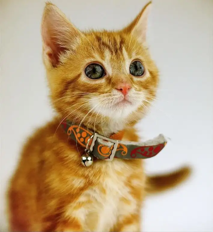 The invisible killer of cats, the bell collar around the neck