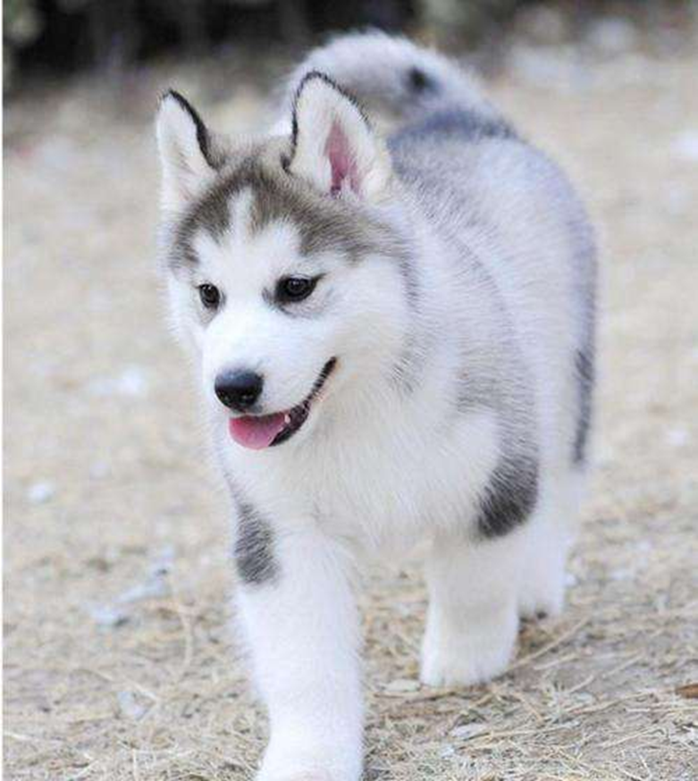 Pet dog — husky