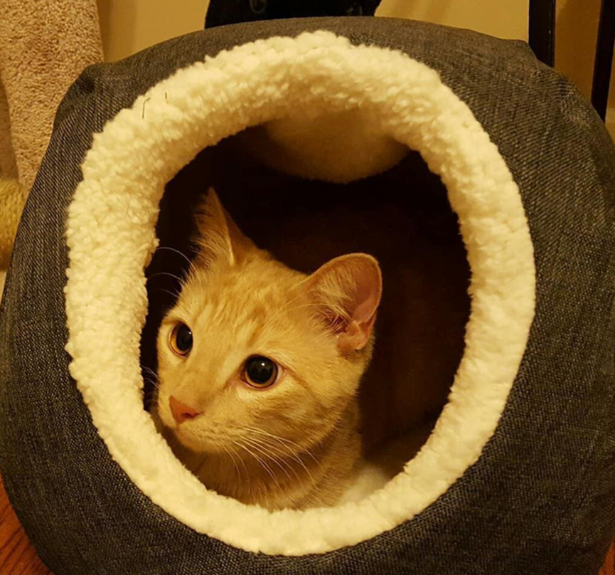 Worried about unhygienic cats? As long as you are diligent enough, raising any pet will not make your home dirty and messy