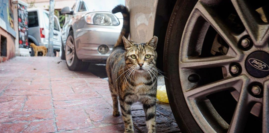 Although stray cats are also very cute, eliminating their wariness of humans may not be a good thing.