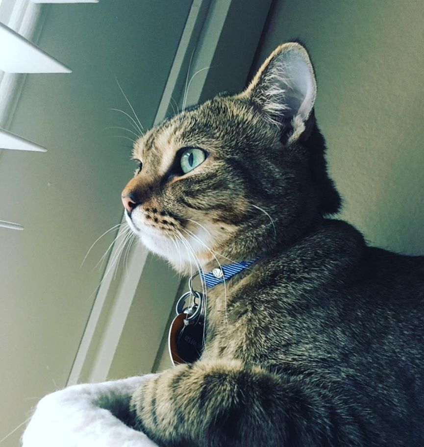 It turns out that cats are very good at concealing their embarrassment, although they usually look rather cute and silly…