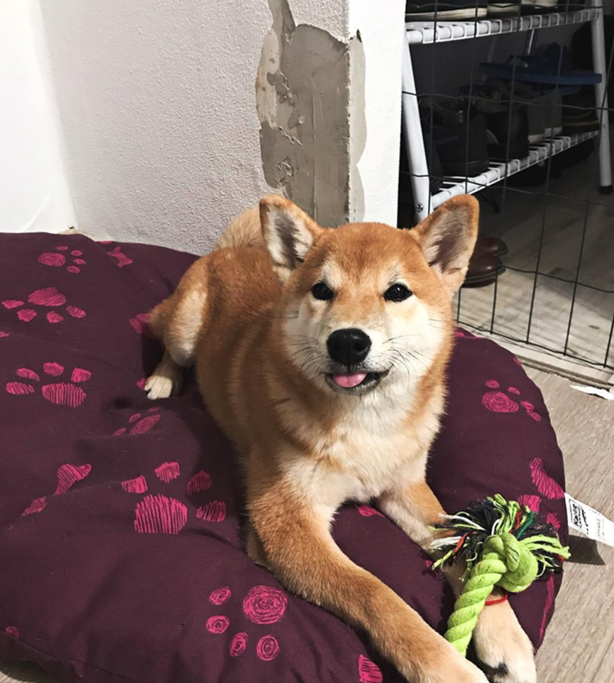 Dogs like to mess around and cause damage? Here are 4 ways to deal with it.