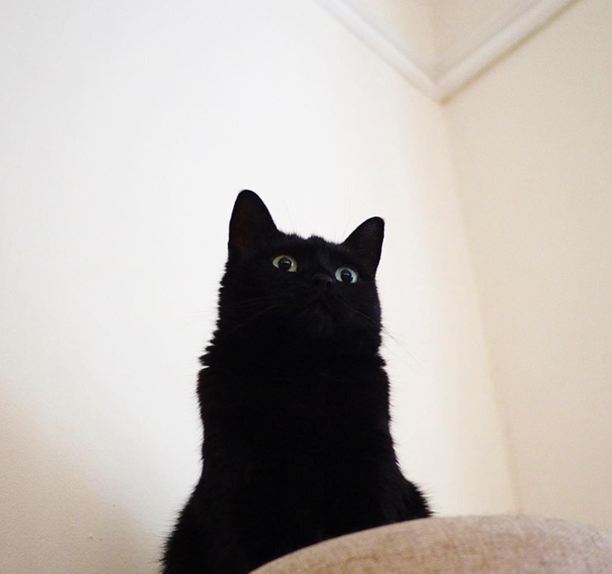 Raising a cat must be more rational than enthusiastic, because you will have to face these troubles in the next ten years