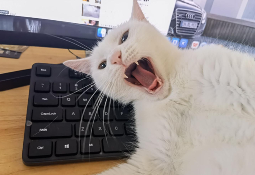 The 12 things cats hate the most, try not to do it in the process of getting along with cats