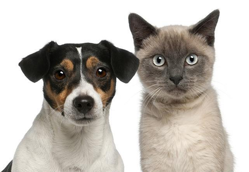 Can cats be as obedient as dogs? Cat: Wake up the cat owner, don’t dream!