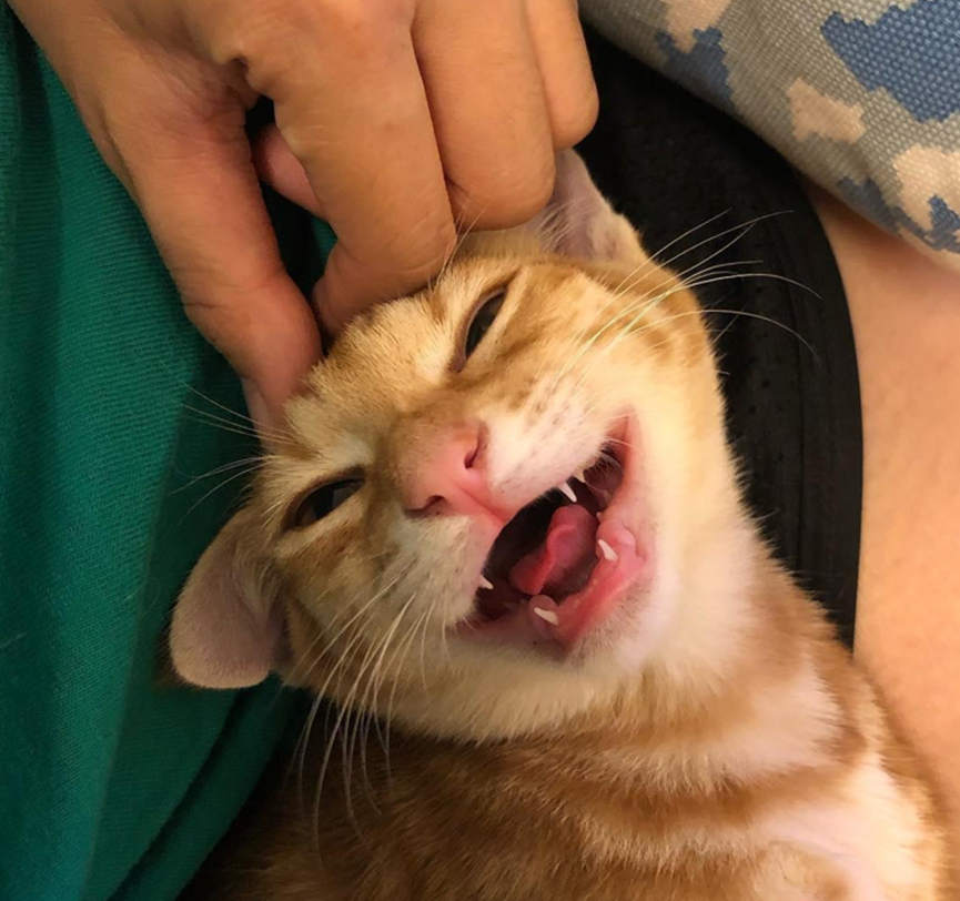 When the cat was young, Hou was obviously very clingy, why did he become indifferent when he grew up? The answer is actually very simple!