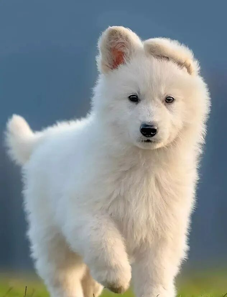 Pet Feeding Guidelines