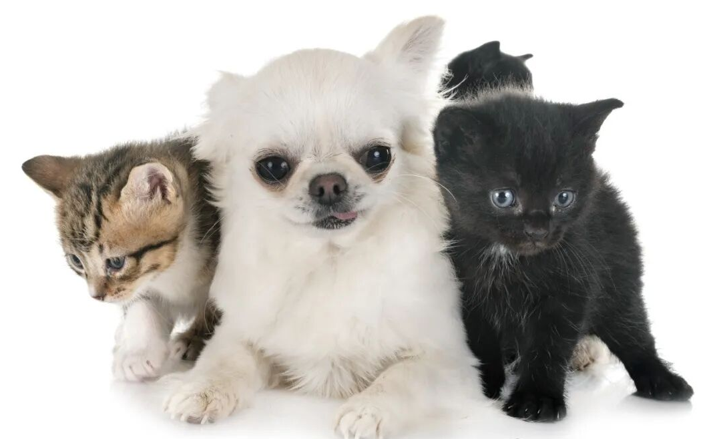 Scientific pet selection science pet|Health comes from snacks! Here is a guide to pet feeding for all ages!