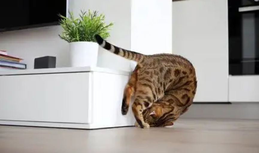 How to reduce frequent hiccups in kittens?