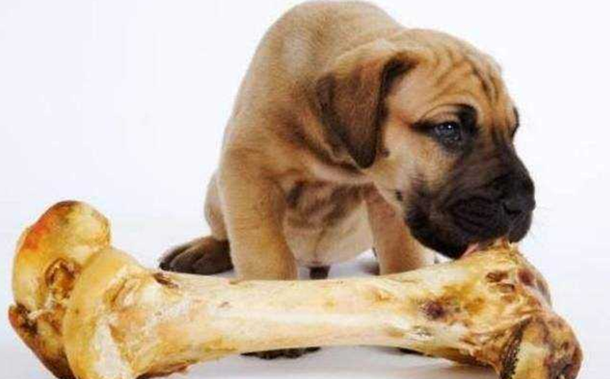 What are the problems that dogs are prone to when overfeeding?