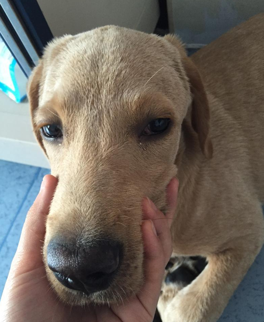 Why do some dogs often have eye droppings and tears?