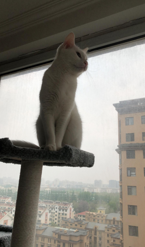 Those things you take for granted are exactly what cats detest the most. Understand these 12 points and win your cat’s heart.