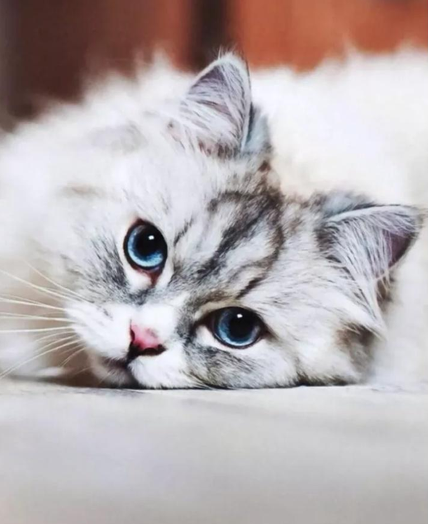 4 small ways to lose weight for cats