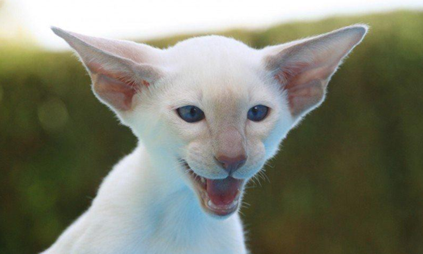 What’s going on with a cat howling? How should cat owners respond?