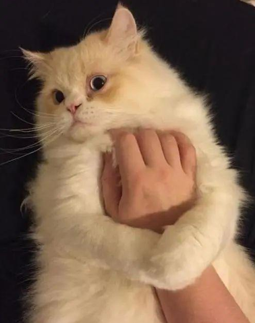 Why do cats bite people’s hands and feet? Is it an attack or an expression of affection?