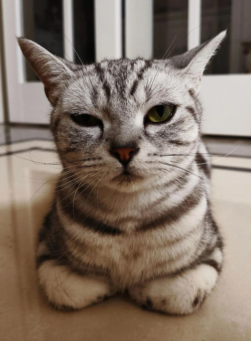 Raising cats, not all problems have solutions, take stock of those unsolvable cat raising problems