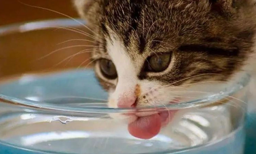 How important is water to cats?
