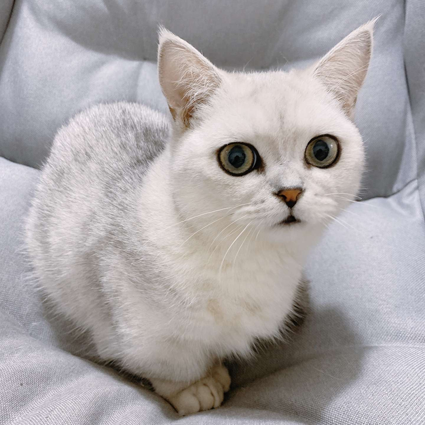 How to prevent cat skin diseases