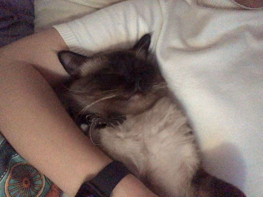 Pet deworming is so important