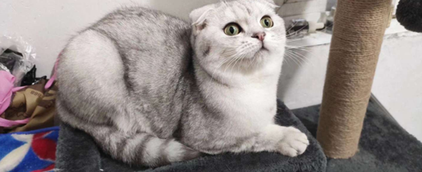 Probiotic precautions for pets